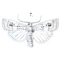 /filer/webapps/moths/media/images/B/brantsii_Leucania_HT_Snellen_1872-7.jpg