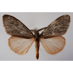 /filer/webapps/moths/media/images/M/miniata_Palasea_AM_Stroehle.jpg