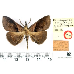 /filer/webapps/moths/media/images/S/saphobasis_Brachyherca_HT_BMNH.jpg