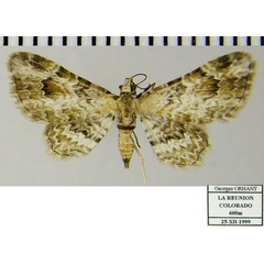 /filer/webapps/moths/media/images/R/rubricata_Gymnoscelis_AF_ZSM_02.jpg