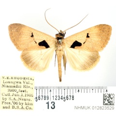 /filer/webapps/moths/media/images/A/atriplaga_Anoba_AM_BMNH_01.jpg