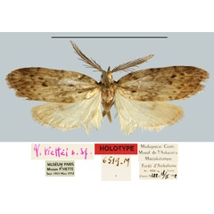 /filer/webapps/moths/media/images/V/viettei_Viettesia_HT_MNHN.jpg