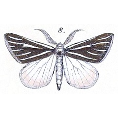 /filer/webapps/moths/media/images/A/alcidata_Maenas_HT_Felder_1875_129-8.jpg