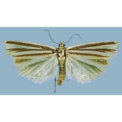 /filer/webapps/moths/media/images/M/mirabilis_Argentochiloides_HT_TMSA.jpg