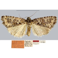 /filer/webapps/moths/media/images/O/ocellata_Cryphioides_HT_MNHN.jpg
