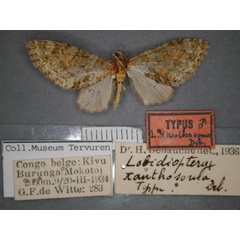 /filer/webapps/moths/media/images/X/xanthosoma_Lobidiopteryx_HT_RMCA_01.jpg