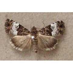 /filer/webapps/moths/media/images/D/decissima_Eustrotia_A_Butler.jpg