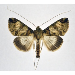 /filer/webapps/moths/media/images/R/rectilinea_Gigantoceras_AM_NHMO.jpg