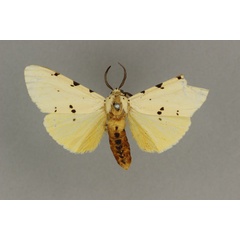 /filer/webapps/moths/media/images/M/melanocera_Eyralpenus_HT_BMNH.jpg