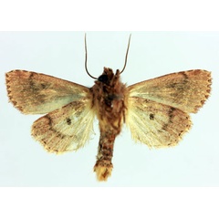 /filer/webapps/moths/media/images/M/malagasy_Maghadena_HT_MNHNb.jpg