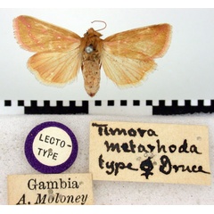 /filer/webapps/moths/media/images/M/metarhoda_Timora_LT_BMNH.jpg