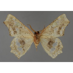 /filer/webapps/moths/media/images/D/decaryi_Leptocolpia_PT_ZSM_02.jpg