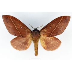 /filer/webapps/moths/media/images/X/xanthogramma_Phoenicladocera_AF_Basquin_02.jpg