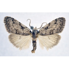 /filer/webapps/moths/media/images/M/minorata_Meganola_AM_NHMO.jpg