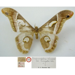 /filer/webapps/moths/media/images/L/lineata_Drepanoptera_HT_NHMUKa.jpg