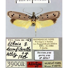 /filer/webapps/moths/media/images/D/deconfiturella_Ethmia_AT_MNHN.jpg
