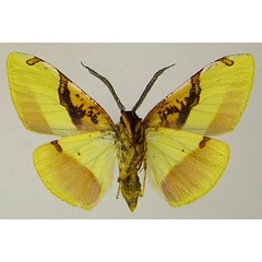 /filer/webapps/moths/media/images/E/euphrantica_Hylemera_AF_ZSMb.jpg