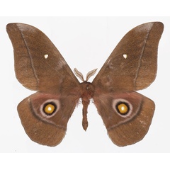 /filer/webapps/moths/media/images/K/kilumilorum_Gonimbrasia_AM_Basquin.jpg