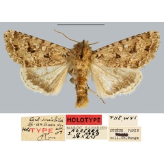/filer/webapps/moths/media/images/A/antinea_Cardepia_HT_MNHN.jpg
