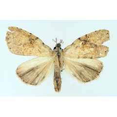 /filer/webapps/moths/media/images/P/patagiata_Geniascota_AM_TMSA_02.jpg