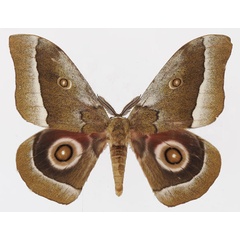/filer/webapps/moths/media/images/Z/zambesina_Gonimbrasia_AM_Basquina.jpg