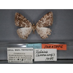 /filer/webapps/moths/media/images/C/camerunensis_Luxiaria_PT_RMCA_01.jpg
