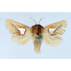 /filer/webapps/moths/media/images/P/pusilla_Latoiola_AM_TMSA.jpg