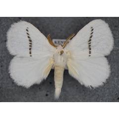 /filer/webapps/moths/media/images/M/montana_Chionopsyche_AM_Stroehle.jpg