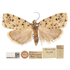 /filer/webapps/moths/media/images/S/subcinerea_Aemene_LT_BMNH.jpg