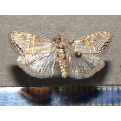 /filer/webapps/moths/media/images/G/gnathosellus_Euchromius_A_Goff_02_48MkBXp.jpg