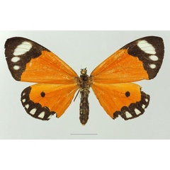 /filer/webapps/moths/media/images/P/postica_Mimaletis_AF_Basquina.jpg