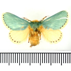 /filer/webapps/moths/media/images/P/postflavida_Coenobasis_AF_BMNH.jpg