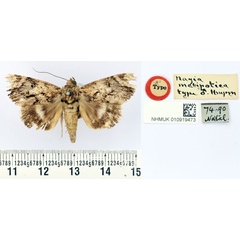 /filer/webapps/moths/media/images/M/melipotica_Nagia_HT_BMNH.jpg