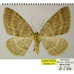 /filer/webapps/moths/media/images/G/grandis_Asthenotricha_PTF_ZSM.jpg