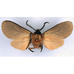 /filer/webapps/moths/media/images/C/collocalia_Metarctia_PT_BMNH_02.jpg