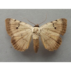 /filer/webapps/moths/media/images/A/africana_Hypopyra_A_Baron_01.jpg