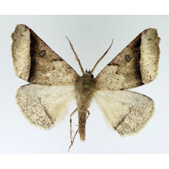 /filer/webapps/moths/media/images/E/exoglypha_Odontopera_AM_TMSA.jpg