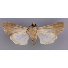 /filer/webapps/moths/media/images/P/perstriata_Cucullia_A_RMCA_02.jpg