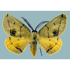 /filer/webapps/moths/media/images/T/terinata_Phoenicocampa_AM_Staude_03.jpg
