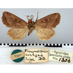 /filer/webapps/moths/media/images/C/connexa_Phragmatiphila_HT_BMNH.jpg