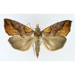 /filer/webapps/moths/media/images/N/natalensis_Plusiodonta_AF_TMSA_02.jpg