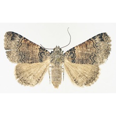 /filer/webapps/moths/media/images/P/polycyma_Tytroca_AF_TMSA_02.jpg