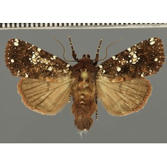 /filer/webapps/moths/media/images/A/africana_Feliniopsis_AM_Fiebig.jpg