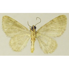 /filer/webapps/moths/media/images/J/jansei_Chloroclystis_AM_ZSMb.jpg