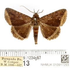 /filer/webapps/moths/media/images/L/limbata_Euaethiops_AM_BMNH.jpg