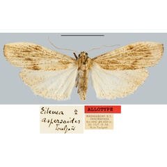 /filer/webapps/moths/media/images/A/aspersoides_Eilema_AT_MNHN.jpg