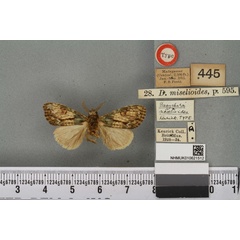 /filer/webapps/moths/media/images/M/miselioides_Dasychira_LT_BMNHa.jpg