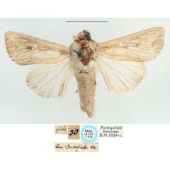 /filer/webapps/moths/media/images/I/insulicola_Leucania_PLT_BMNH.jpg