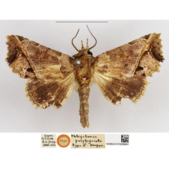 /filer/webapps/moths/media/images/P/porphyriota_Phlegetonia_HT_NHMUK.jpg