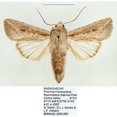 /filer/webapps/moths/media/images/I/insulicola_Leucania_AF_BMNH_02.jpg